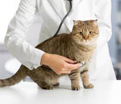 Don't laugh, but one of my others took pleasure in. Why Can T My Cat Stop Coughing Animal Emergency Center Memphis Veterinarian