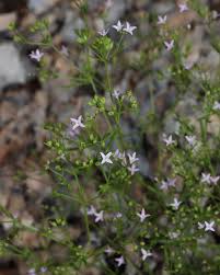 Image result for Hermannia floribunda