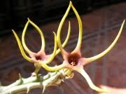 Image result for Orbea lugardii