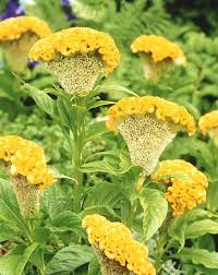 Image result for Celosia argentea