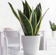 Stock your bedroom with living plants to bring a breath of fresh air into your home. 15 Best Bedroom Plants Plants For Bedroom That Clean Air