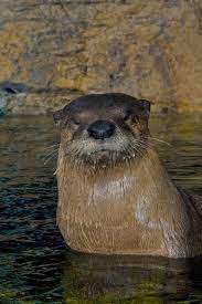 River Otter Otters River Otter Animals