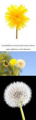 A Dandelion S Natural Cycle Causes Chaos And Confusion On The Internet Dandelion Porch Plants Different Flowers