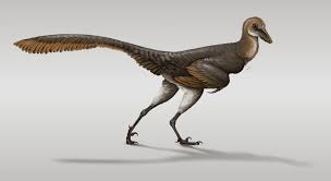 Xenovenator espinosai: Described from a skull fragment exhibiting ...