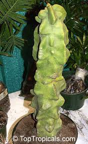 Its pink flowers produce red, edible, seedless fruits. Lophocereus Schottii Monstrosus Totem Pole Cactus Toptropicals Com