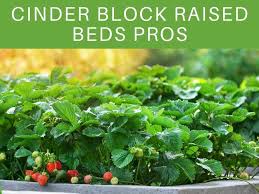 Vacant lots, behind barns, and wherever else. Pros And Cons Of Cinder Block Raised Beds Greenhouse Today