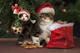 Cats at the beach bar poster and canvas, cats by the window poster, funny cat home decor, cat lover gift, cute cat wall art, animal print giftshopbyturner 4.5 out of 5 stars (28) Unique Holiday Gift Idea Photograph Your Own Pet Calendar Fstoppers