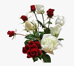 Only the best hd background we offer an extraordinary number of hd images that will instantly freshen up your smartphone or iphone/ipad: 67 Backgrounds V Romantic Love Love White Rose Flower Hd Png Download Kindpng