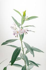 Image result for Solanum