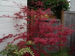 Fall color is crimson red. Plantfiles Pictures Japanese Maple Red Dancing Girl Maple Beni Maiko Acer Palmatum By Maplenut