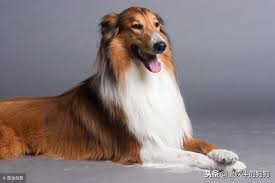 更多狗狗101 消息請上動物星頻道(台灣) fb粉絲團 及www.nevermissdiscovery.com.tw 挑戰你的狗知識送大獎! è‹æ ¼å…°ç‰§ç¾ŠçŠ¬æ˜¯èªæ˜Žçš„ç‹—ç‹—å— å¦‚æžœä½ ä¹Ÿæœ‰è¿™ä¸ªç–'é—® æ–°é—» è›‹è›‹èµž