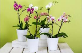 Halk arasında yasemin çiçeği olarak bilinen jasminum polyanthum bitkisi, genelde bahçe bitkisi olarak bilinse de saksıda da yetiştirilen ve zarif görünümü ile tercih edilen çiçekler arasındadır. Orkide Nasil Bakilir Orkide Saksisi Nasil Olmali