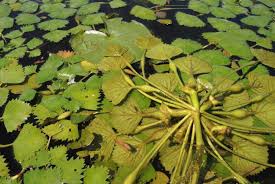 Maybe you would like to learn more about one of these? Water Chestnut Trapa Natans Rosette With Fruits Nuts Developing Baie De Carillon 2020 Blog Space For Life