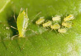 We did not find results for: How To Control And Eradicate Aphids Gardener S Path