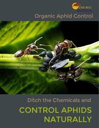 Insecticidal soaps — both homemade soap spray and commercial blends — is a the second organic aphid control test i performed was using neem oil. Calameo Control Aphids Naturally