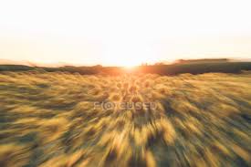 Zum erstenmale scheint der ausdruck angewendet worden zu sein auf die einstige spanische. Strahlend Goldene Sonne Geht Uber Sonnenblumenfeld In Bewegungsunscharfe Unter Sonnenuntergang Reise Stock Photo 308327100