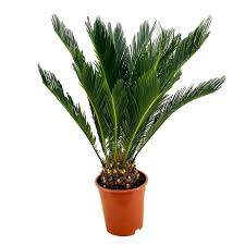 Image result for Cycas revoluta