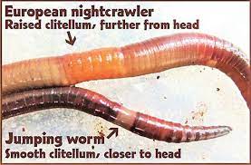 Jumping worms (amynthas spp.), also known as snake worms. Minnesota Wisconsin Conservation Officials Try To Get Jump On Worms