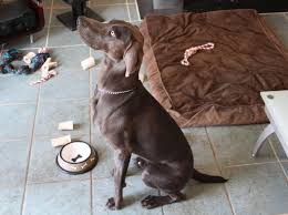 The latest tweets from jimmy spencer (@mre_spencer). A Dog Crashed Wedding And Helped Solve His Master S Murder Wdef