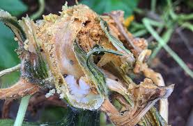 How to prevent worms from eating zucchini plants. Squash Vine Borer Prevention Control Joe Gardener