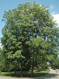 Image result for Carya illinoinensis