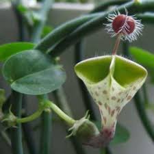 Image result for Ceropegia haygarthii