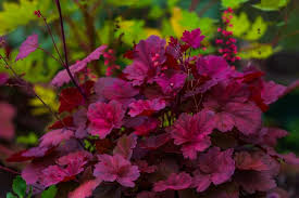 Flowers that start with letter c. 11 Stunning Flowers That Start With C With Pictures Trees Com