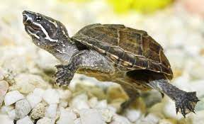 Turtles That Stay Small Forever Online