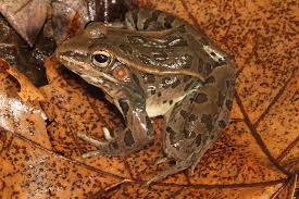 Image result for Lepidagathis eriocephala