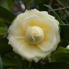Pin By Shirley Wang On In My Garden Plants Garden Camellia