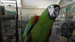 While you're there, stock up on all the essentials to properly care for your new friend. Pet Shop Bird Thief Tackled By 68 Year Old Bbc News