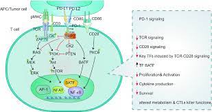 Roles Of Pd 1 Pd L1 Pathway Signaling Cancer And Beyond Springerlink
