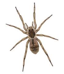 Wolf Spider Facts How To Get Rid Of Wolf Spiders