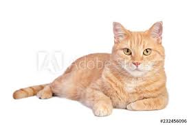 lying tabby ginger cat isolated on white background in 2021 ginger cats cat anatomy cat sketch