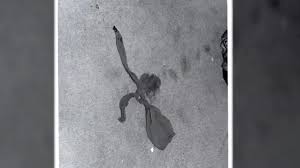 Police handout while still in the northwest area, bundy continued his murderous spree, killing donna gail manson, susan elaine rancourt, roberta kathleen parks, brenda carol ball, and georgann hawkins. Ted Bundy Crime Scene Photos The Disturbing Investigation Crime News