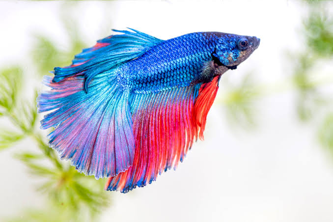 11 Easiest Fish to Take Care Of For New Fish Parents