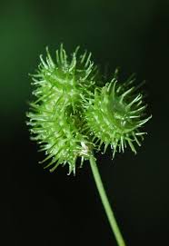 Image result for Medicago polymorpha