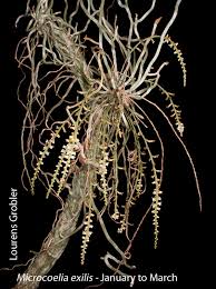 Image result for Solenangis