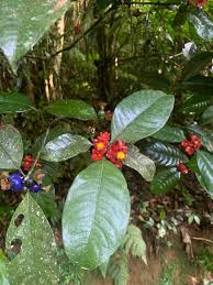 Image result for Psychotria vogeliana