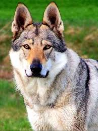 Wolf Dog Breeds In 2020 Wolf Dog Breeds Wolf Dog Dog Breeds