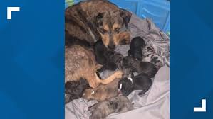 See reviews, photos, directions, phone numbers and more for the best adoption services in portland, tx. Dog Rescue Group From Corpus Christi Saves A Furry Family From High Kill Shelter Donations Needed Kiiitv Com