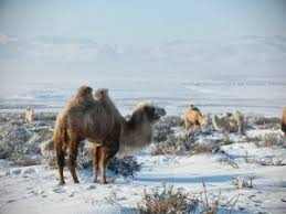 What do you call a 3 humped camel? 12 Clear Facts About Camels Fact City