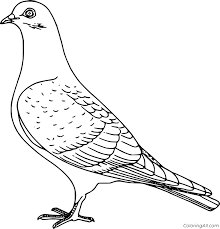 (max 30 characters) similar coloring pages. Realistic Dove Coloring Page Coloringall
