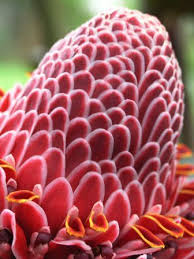 Check spelling or type a new query. Torch Ginger Baston Del Emperador San Jose Costa Rica Torch Ginger Flowers Rose
