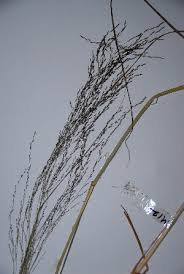 Image result for Eragrostis rotifer