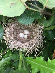 Garden Warbler Nest In Bramble Bird Nest Bird Eggs Garden Warbler
