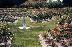 San Jose Municipal Rose Garden By Janet Kruskamp Santa Clara County San Jose Hanga Roa