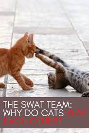 The Swat Team Why Do Cats Slap Each Other In 2020 Funny Cute Cats Cats Catch The Cat