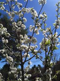 Maybe you would like to learn more about one of these? Plantfiles Pictures Sweet Cherry White Gold Prunus Avium By Meredith79