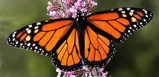 Color Design Blog Colorful Beauty In Nature Butterflies By Colourlovers Beautiful Butterfly Photography Monarch Butterfly Butterfly Art Painting